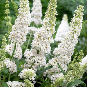 Liliac de vara Buddleja davidi White Profusion - Img 2