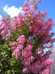 Liliac indian Rose clair(Lagerstroemia indica)