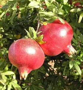 Rodie -rodiu planta( Punica Granatum PARFIANCA)150-160 cm