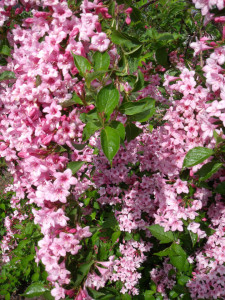 Weigela florida Rosea 50-70 cm - Img 3