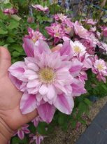 Clematis Patricia Ann Fretwell Pafar - Img 2