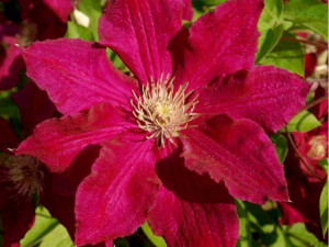 Clematis Solidarnosc