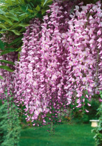 Glicina Roza sau Wisteria Floribunda Honbeni
