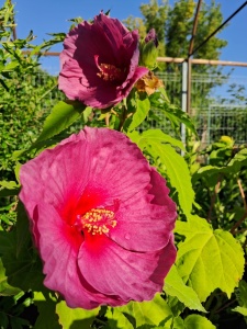 HIBISCUS MOSCHEUTOS FANTASIA - Img 4