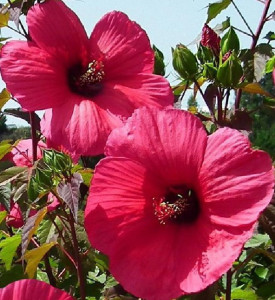 Hibiscus Moscheutos Planet Griotte Tangri