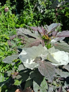 HIBISCUS MOSCHEUTOS SUMMERIFIC COOKIES AND CREAM  - Img 3