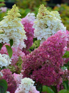 Hortensia paniculata Fraise Melba