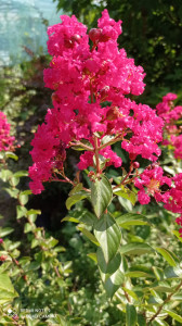 LAGERSTROEMIA INDICA RED IMPERATOR 40-50 cm - Img 4