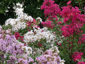 Lagerstroemia Indica roz Red Roket 50-70 cm - Img 4