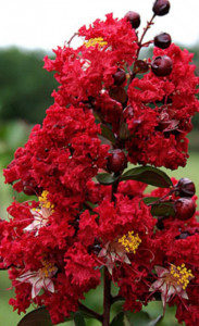 Liliac indian rosu ,Lagerstroemia Indica Dynamite 30-40 cm