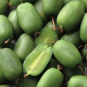 Mini kiwi Actinidia arguta Vitikiwi autofertil 80-100 cm