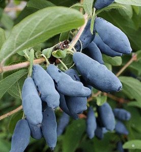 Afin siberian Lonicera kamtschatica Leningradskij Velikan