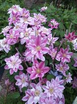 Clematis Patricia Ann Fretwell Pafar - Img 3