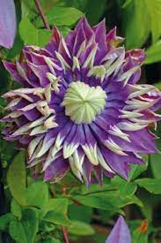 Clematis Taiga