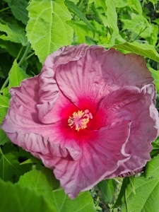 HIBISCUS MOSCHEUTOS FANTASIA