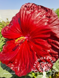 HIBISCUS MOSCHEUTOS ROBERT FLEMING - Img 3