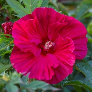Hibiscus moscheutos Summerific Summer in Paradise - Img 2