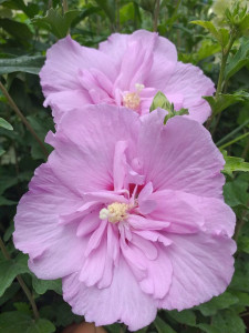 Hibiscus syriacus Lavander Chiffon
