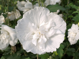 Hibiscus syriacus White Chiffon