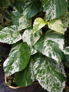 Hortensie japoneza sau Schizophragma Hydrangeoides