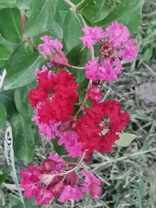 Liliac indian rosu ,Lagerstroemia Indica Dynamite 30-40 cm - Img 2