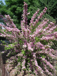 Weigela florida Rosea 50-70 cm - Img 5