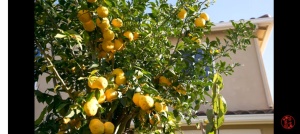 CITRUS YUZU, lamai rezistent la inghet - Img 5