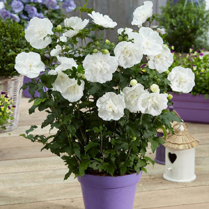 Hibiscus syriacus White Chiffon - Img 2