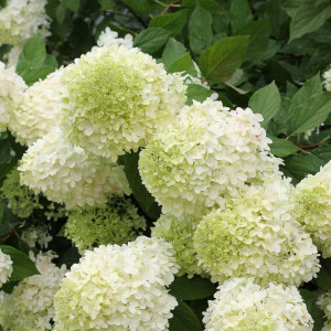 Hortensia paniculata Limelight