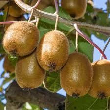 Kiwi Jenny autofertil ( Actinidia Deliciosa) 10 cm