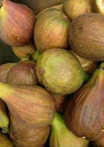 Smochin Ficus Carica OSBORN'S PROLIFIC 60-80 CM