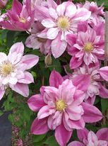 Clematis Patricia Ann Fretwell Pafar - Img 4