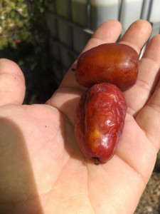Curmalul Chinezesc ,Ziziphus jujuba LANG pe rod 160-170 CM LA GHIVECI - Img 2