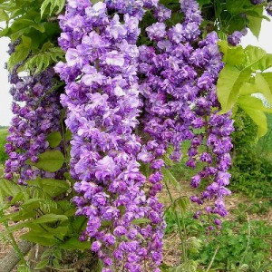 Glicina cu flori batute sau Wisteria Floribunda Violaceea Plena (Black Dragon)