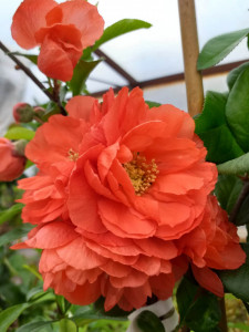 GUTUI JAPONEZ PORTOCALIU CU FLORI BATUTE CHAENOMELES SPECIOSA ORANGE STORM 100-120cm