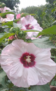 Hibiscus Moscheutos Summerific Cherry Cheesecake