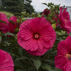 Hibiscus moscheutos Summerific Summer in Paradise - Img 4