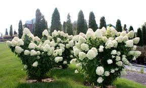 Hortensia paniculata Limelight - Img 3