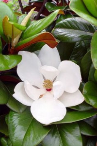 Magnolia grandiflora 'Francois Treyve' 60-80 cm