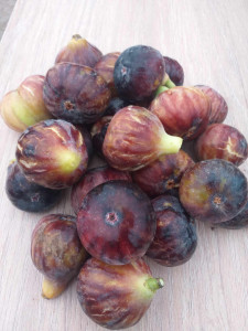 Smochin Ficus carica GRISE DE TARASCON 60-80 cm
