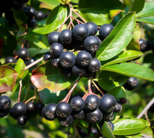 Aronia melanocapa Nero 100-120 CM la ghiveci