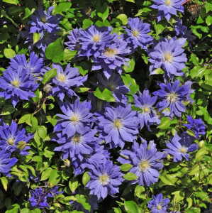 Clematis Copernicus - Img 2
