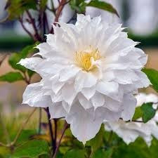 Clematis Isago 1m