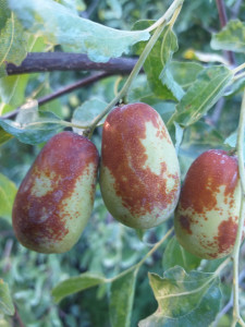 Curmalul Chinezesc ,Ziziphus jujuba LANG 160-17CM LA GHIVECI - Img 3