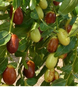 Curmalul Chinezesc ,Ziziphus jujuba LANG 160-17CM LA GHIVECI
