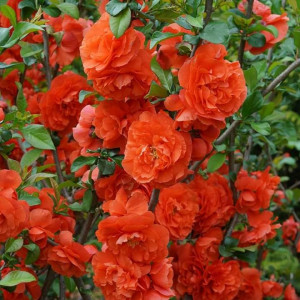 GUTUI JAPONEZ PORTOCALIU CU FLORI BATUTE CHAENOMELES SPECIOSA ORANGE STORM 100-120cm - Img 2