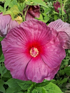 HIBISCUS MOSCHEUTOS FANTASIA - Img 2