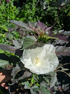 HIBISCUS MOSCHEUTOS SUMMERIFIC COOKIES AND CREAM  - Img 2