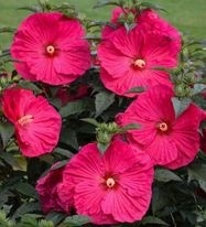 Hibiscus moscheutos Summerific Summer in Paradise