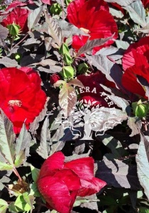 HIBISCUS SUMMERIFIC CRANBERRY CRUSH - Img 3